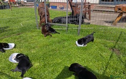 Flat coated Retriever dogs for sale: Nine beautiful flat coat retriever puppies in Falkirk - Image 9
