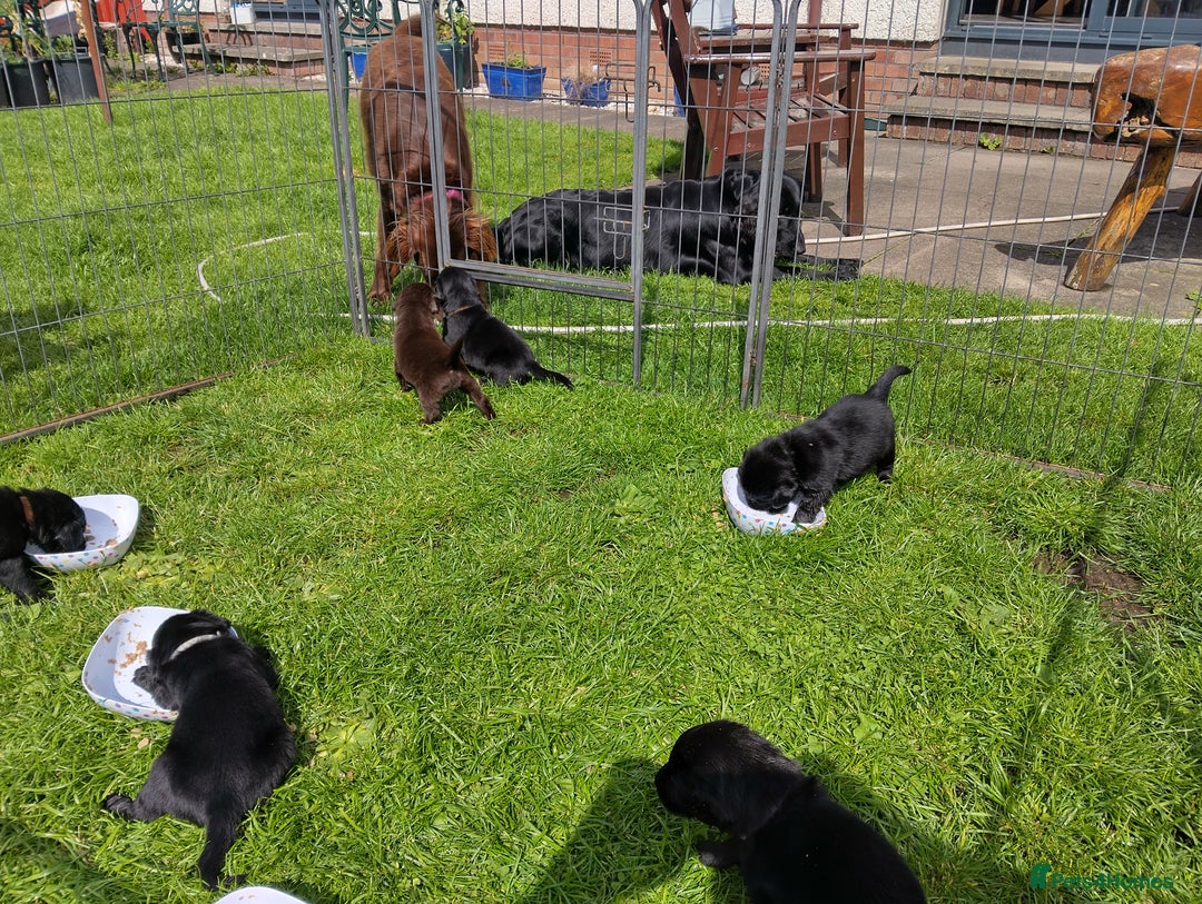 Flat coated Retriever dogs for sale: Nine beautiful flat coat retriever puppies in Falkirk - Image 9