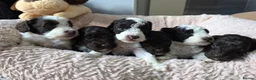 Cockapoo dogs for sale: F1b chocolate & parti roan cockapoos.HEALTH TESTED - Advert 1