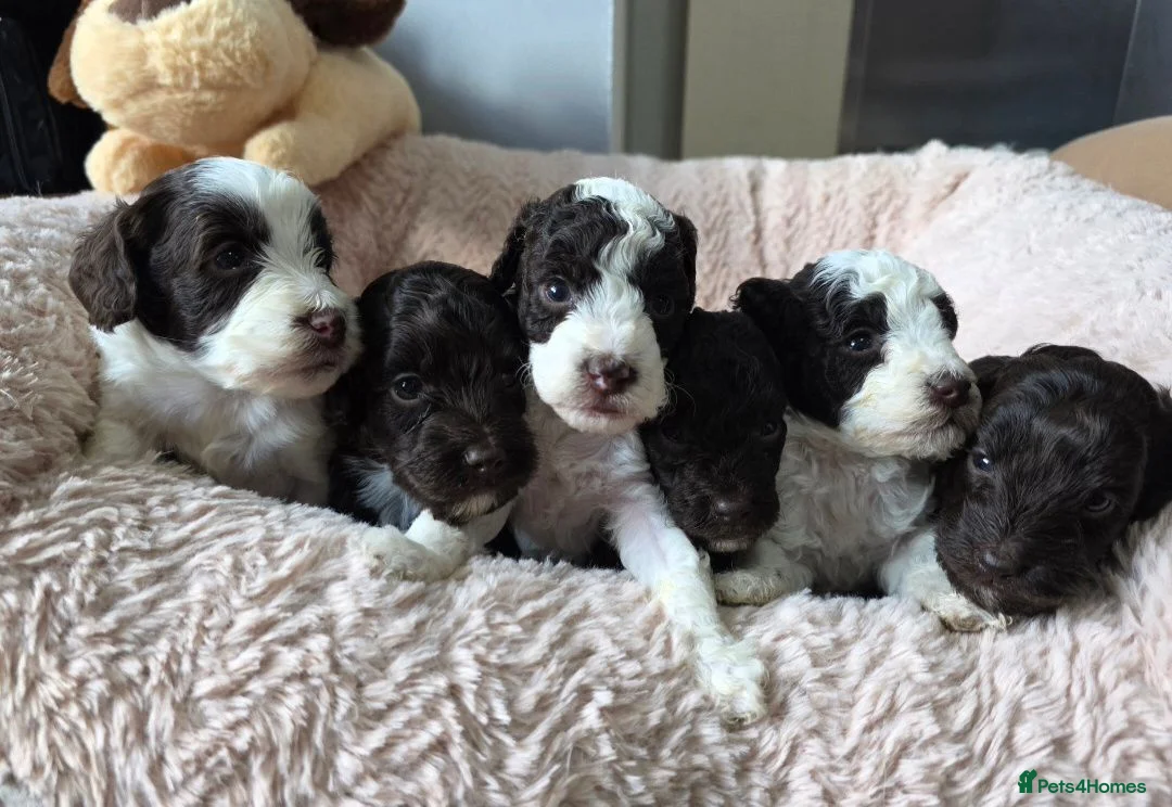 Cockapoo dogs for sale: F1b chocolate & parti roan cockapoos.HEALTH TESTED - Advert 1