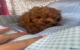 Cavapoo dogs for sale: F1 b cavapoo puppies 🐶  - Image 3