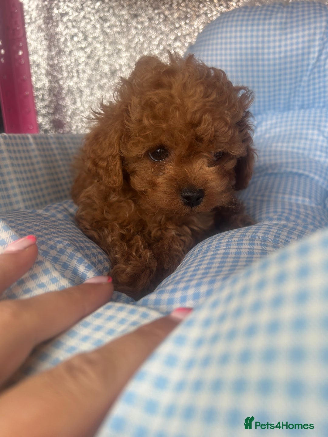 Cavapoo dogs for sale: F1 b cavapoo puppies 🐶  - Image 3