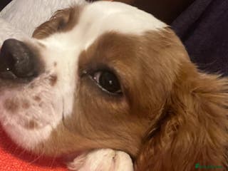 Cavalier King Charles Spaniel dogs Male cavalier King Charles spaniel puppy - Advert 5
