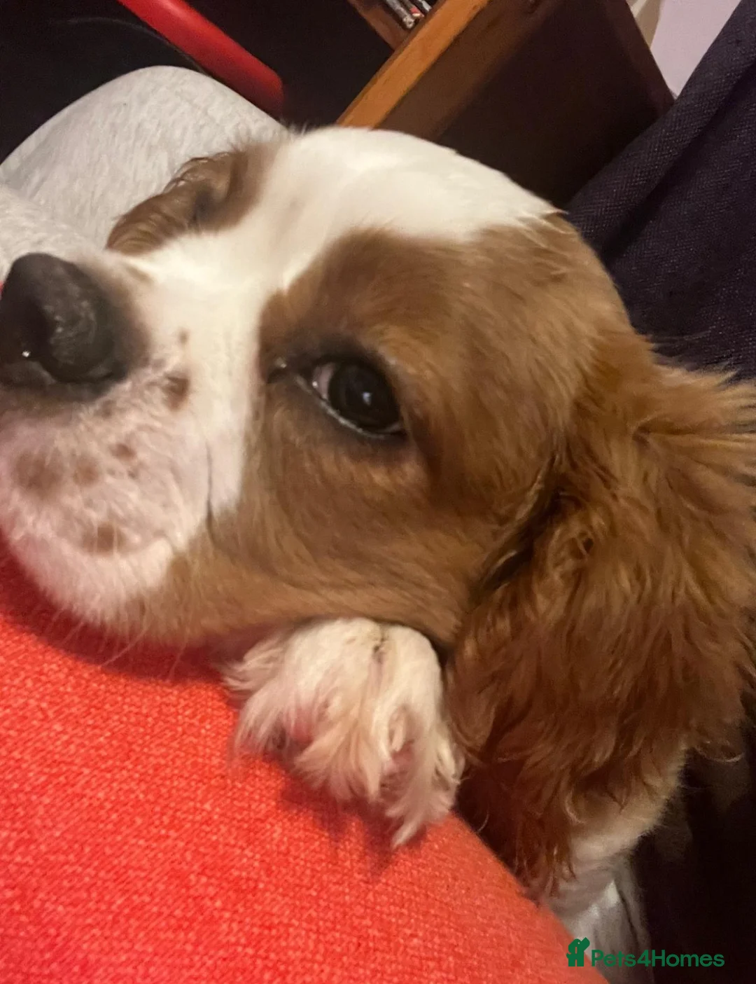Cavalier King Charles Spaniel dogs for sale: Male cavalier King Charles spaniel puppy - Advert 1