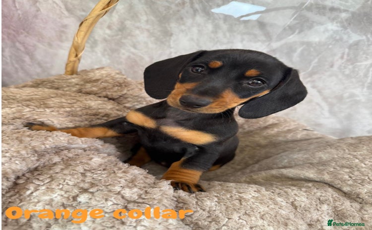 Miniature Dachshund dogs - Advert 4