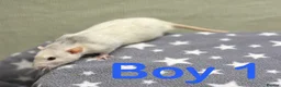 Rat rodents for sale: Super friendly baby rats  - Advert 4