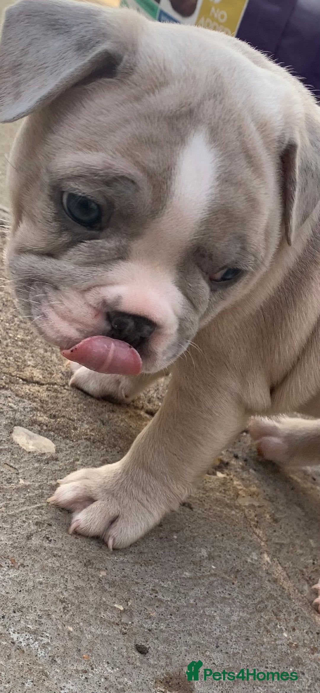 French Bulldog dogs for sale: French bulldog puppies with lilac and merle  - Image 5