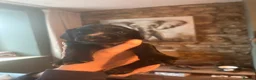 Sprocker dogs for sale: Sprocker pups for sale - Advert 6