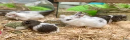 Guinea Pig rodents for sale: 10 week old male guinea pigs in Torrington - Advert 28