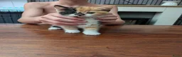 Mixed Breed cats for sale: 3 kittens for sale  in Birmingham - Advert 1