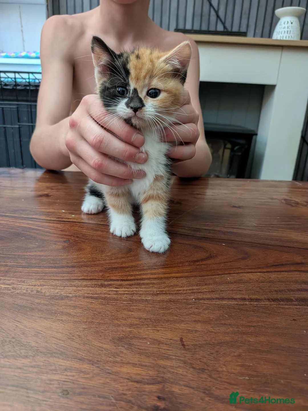 Mixed Breed cats for sale: 3 kittens for sale  in Birmingham - Advert 1