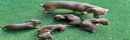 Dachshund dogs for sale: 4 beautiful chocolate dachshund puppy’s  - Advert 3