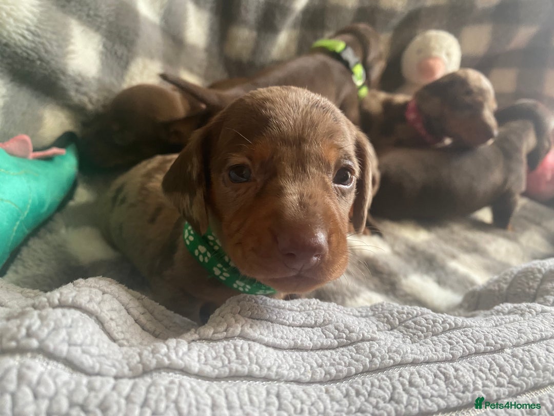 Miniature Dachshund dogs for sale: True Miniature Dachshunds KC Reg - Advert 14