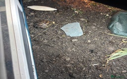Tortoise reptiles for sale: Old fashioned garden tortoise and enclosure  - Image 2
