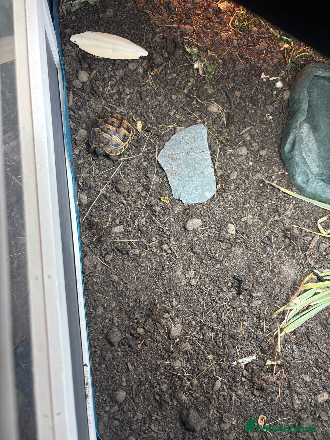 Tortoise reptiles for sale: Old fashioned garden tortoise and enclosure  - Image 2