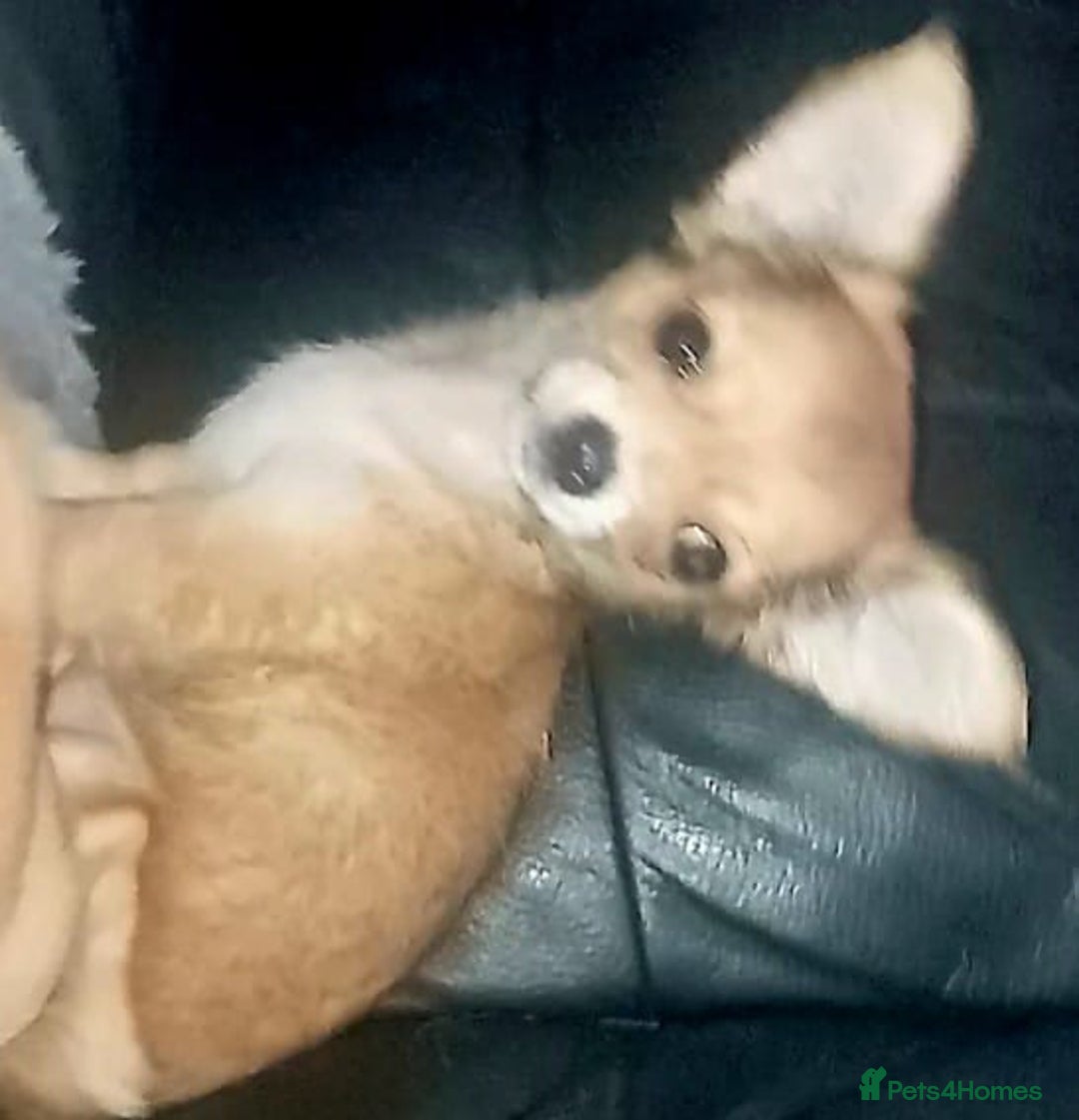 Chihuahua dogs for sale: Chihuahua fluff balls  - Image 15