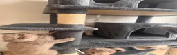 British Shorthair cats for sale: Adorable pure British shorthair kittens  - Advert 11