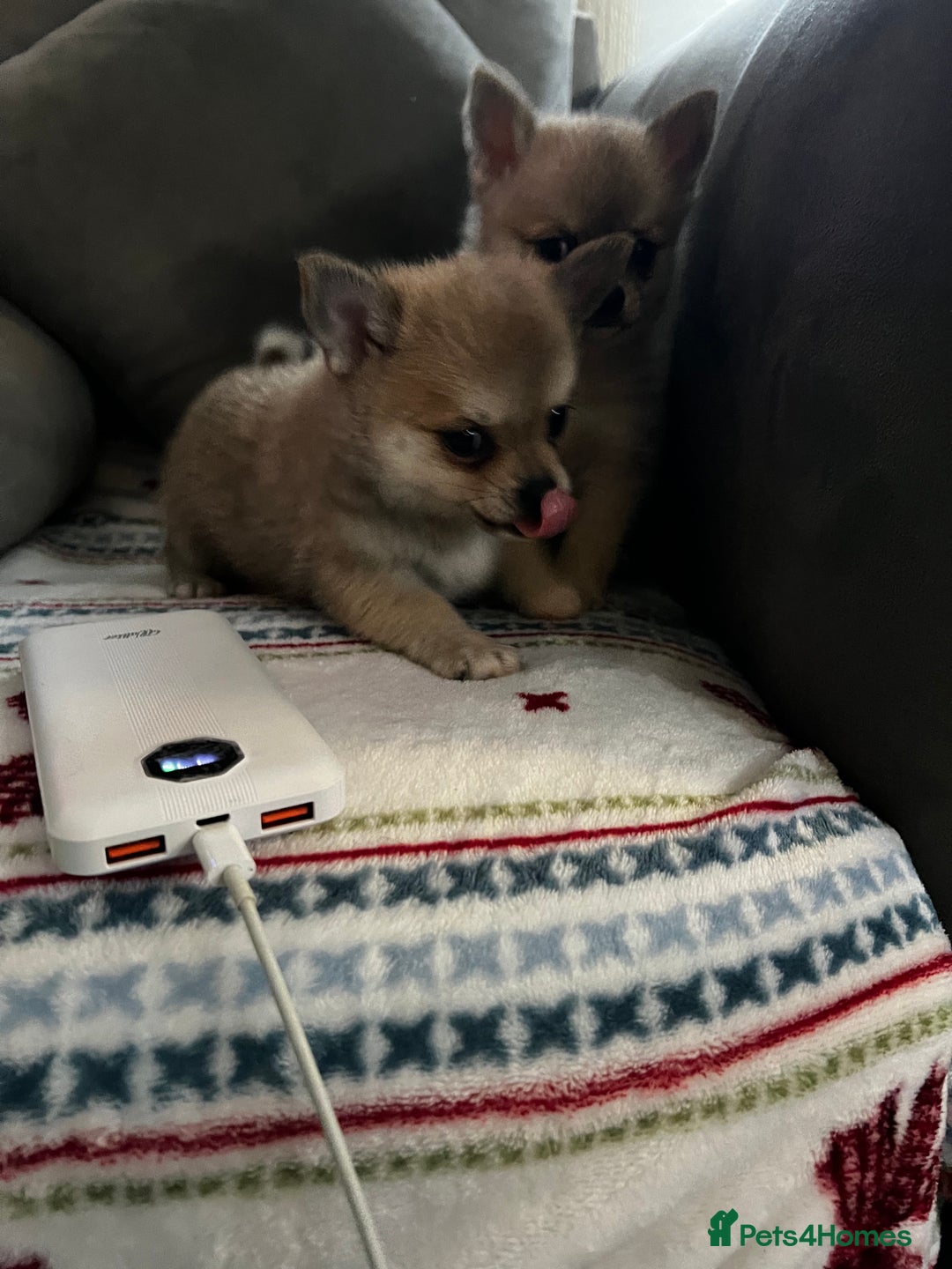 Pomchi dogs for sale: Pomchil  - Advert 6