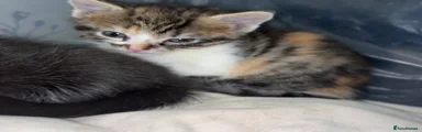 Calico Female 2