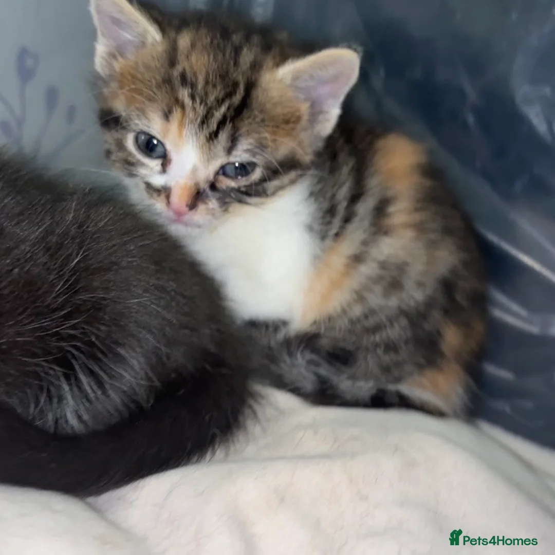 Mixed Breed cats for sale: ** HALF RAGDOLL KITTENS FOR SALE ** - Advert 2
