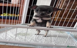 Chihuahua dogs for sale: Adorable apple head short coat chihuahua puppies.  - Image 22