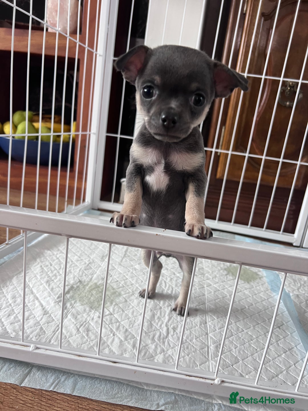 Chihuahua dogs for sale: Adorable apple head short coat chihuahua puppies.  - Image 22