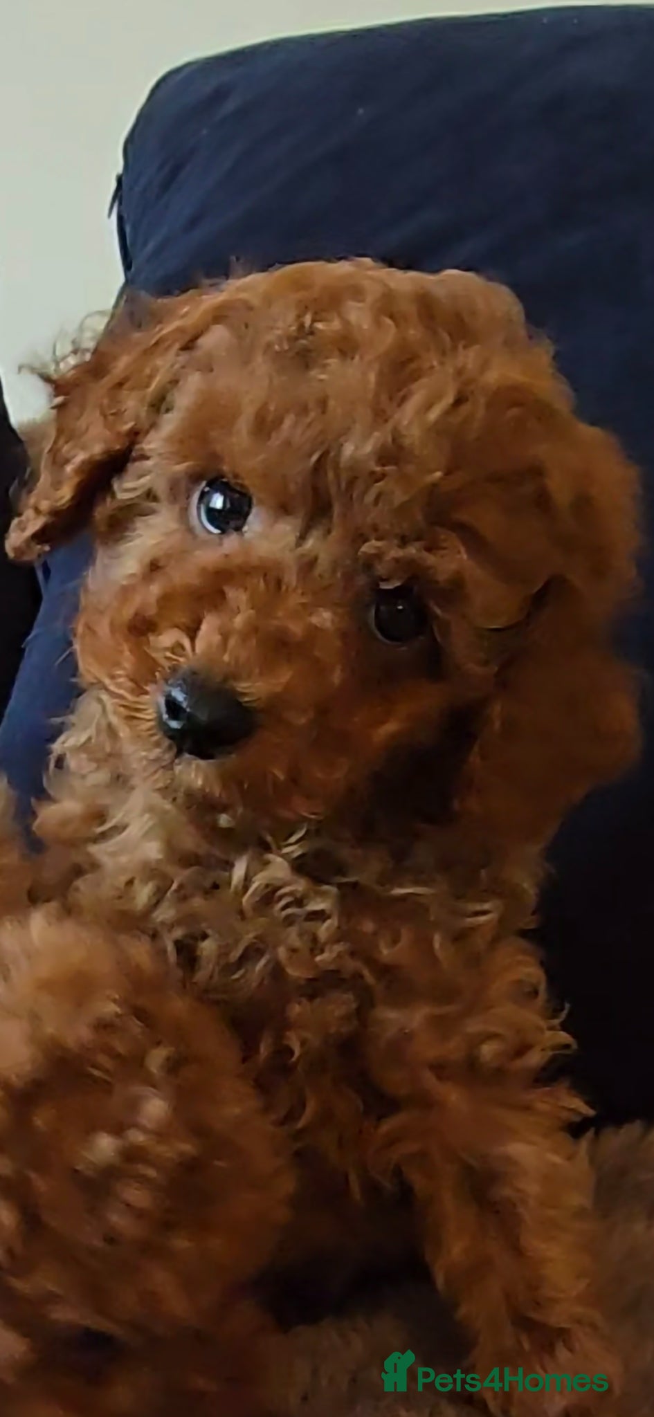 Toy Poodle dogs Quality deep red toy poodle puppy Boy - Advert 1