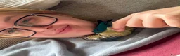 Conures birds for sale: Green Cheek Conure Looking for His Forever Home - Advert 22