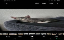 Mixed Breed cats for sale: Kittens  - Image 18