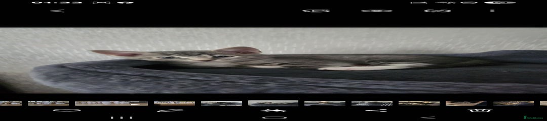 Mixed Breed Kitten 3