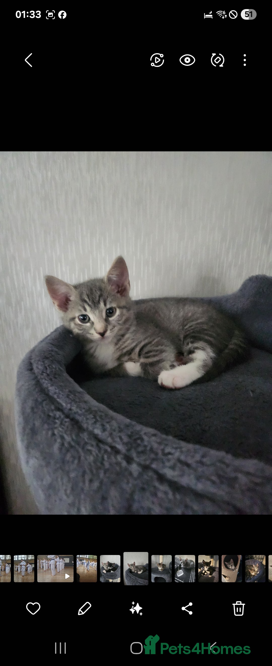 Mixed Breed cats for sale: Kittens  - Image 18