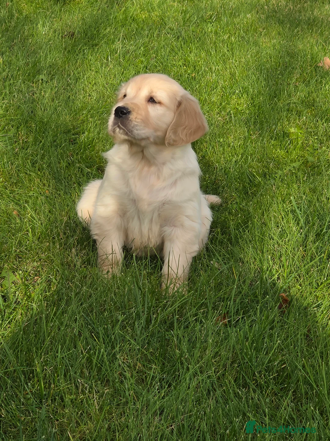 Mixed Breed dogs for sale: Stunning Golden Mountain pup's  - Advert 17