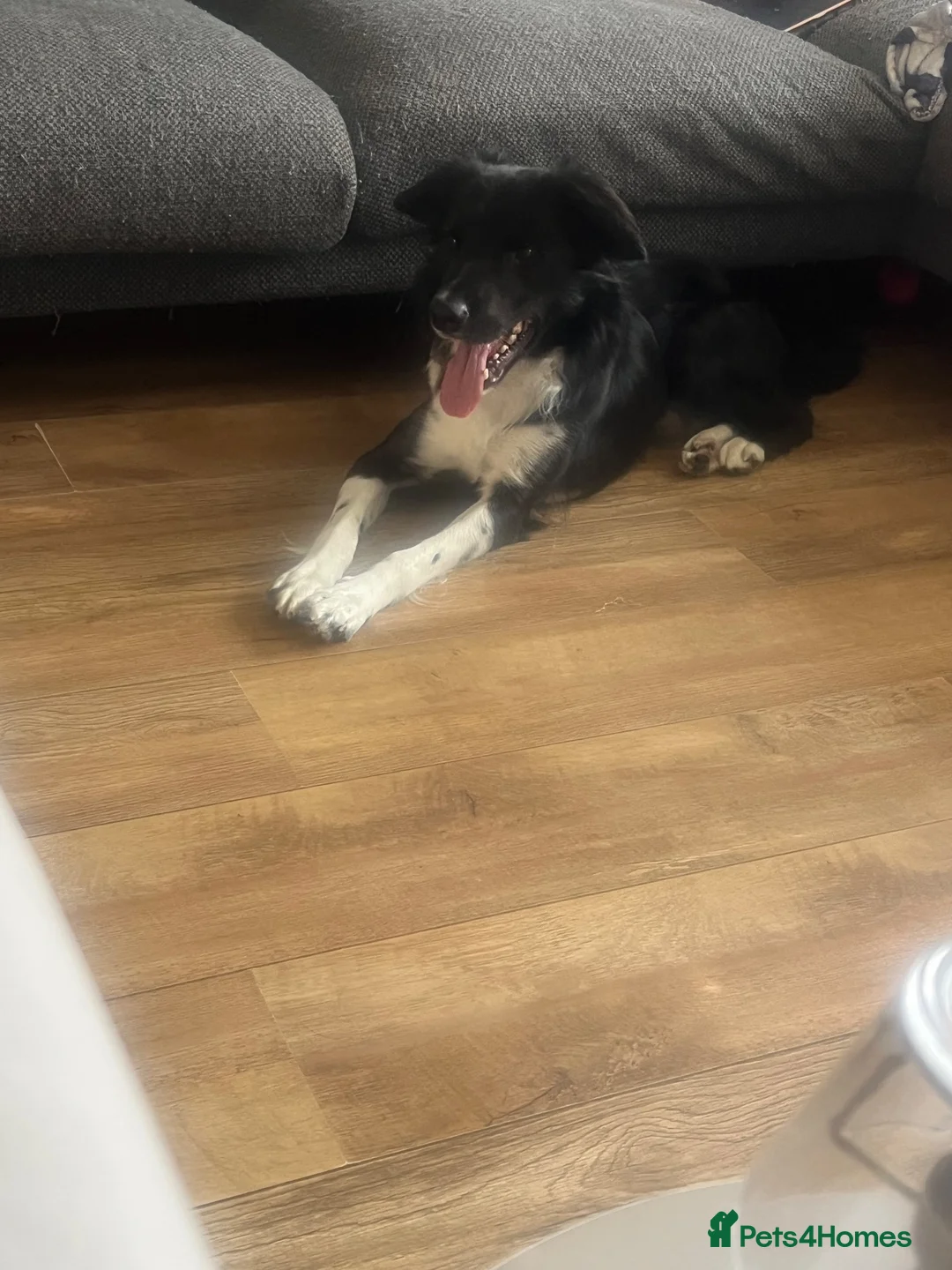 Border Collie dogs for sale: Loving home needed  - Advert 2