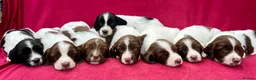 English Springer Spaniel dogs for sale: With an OFF SWITCH springers - Advert 28