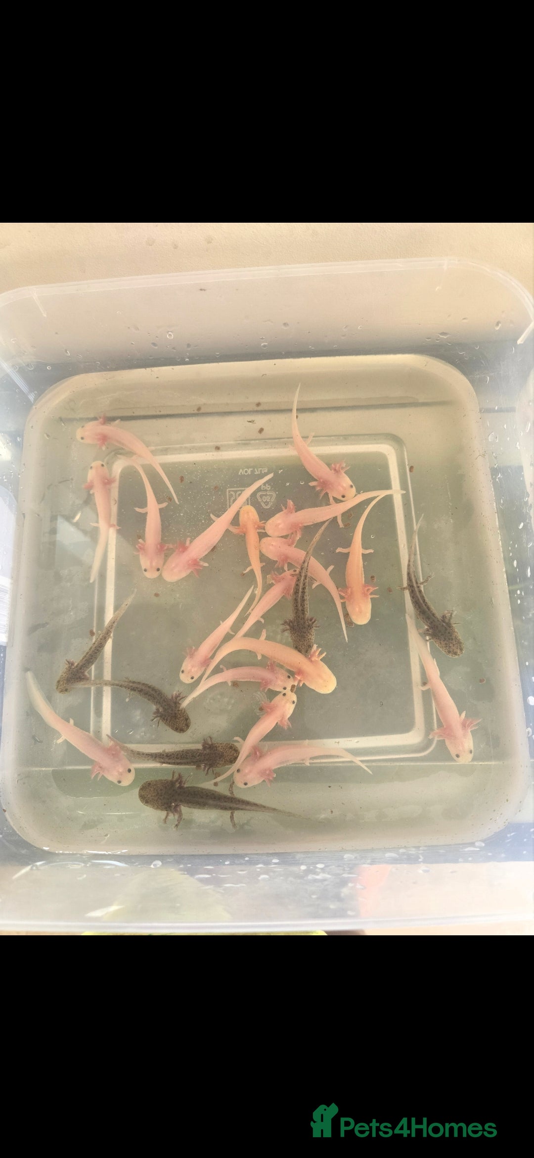 Other/Mixed Breed fish for sale: Axolotls for sale - Image 2