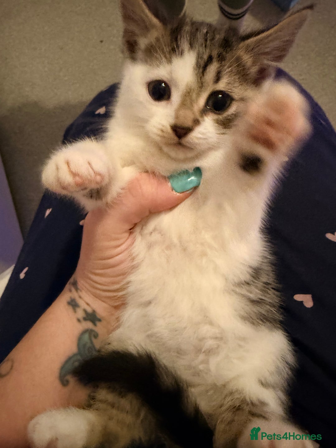 Mixed Breed cats for sale: Last little girl - Advert 3