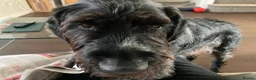 German Wirehaired Pointer dogs for adoption: Gorgeous German Wirehaired Pointer Orla - Advert 5