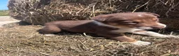 Mixed Breed dogs for sale: Beautiful tri coloured chocolate collie puppies - Advert 7