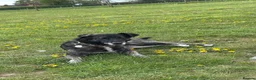 Mixed Breed dogs for adoption: Beauty in Attleborough - Advert 3
