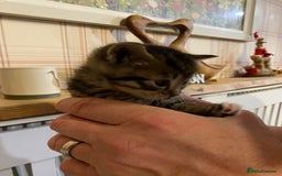Mixed Breed cats for sale: Male tabby and Calico female  - Advert 7