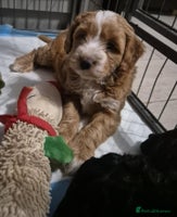 Cockapoo dogs - Advert 6
