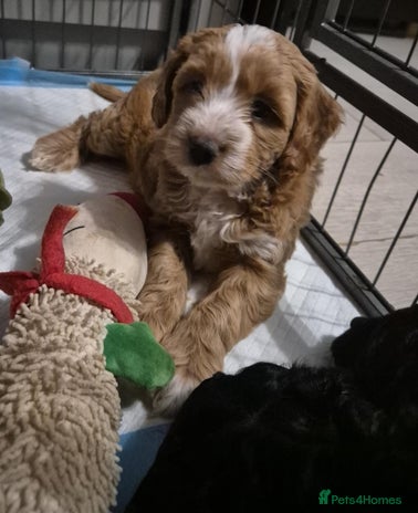 Cockapoo dogs - Advert 1