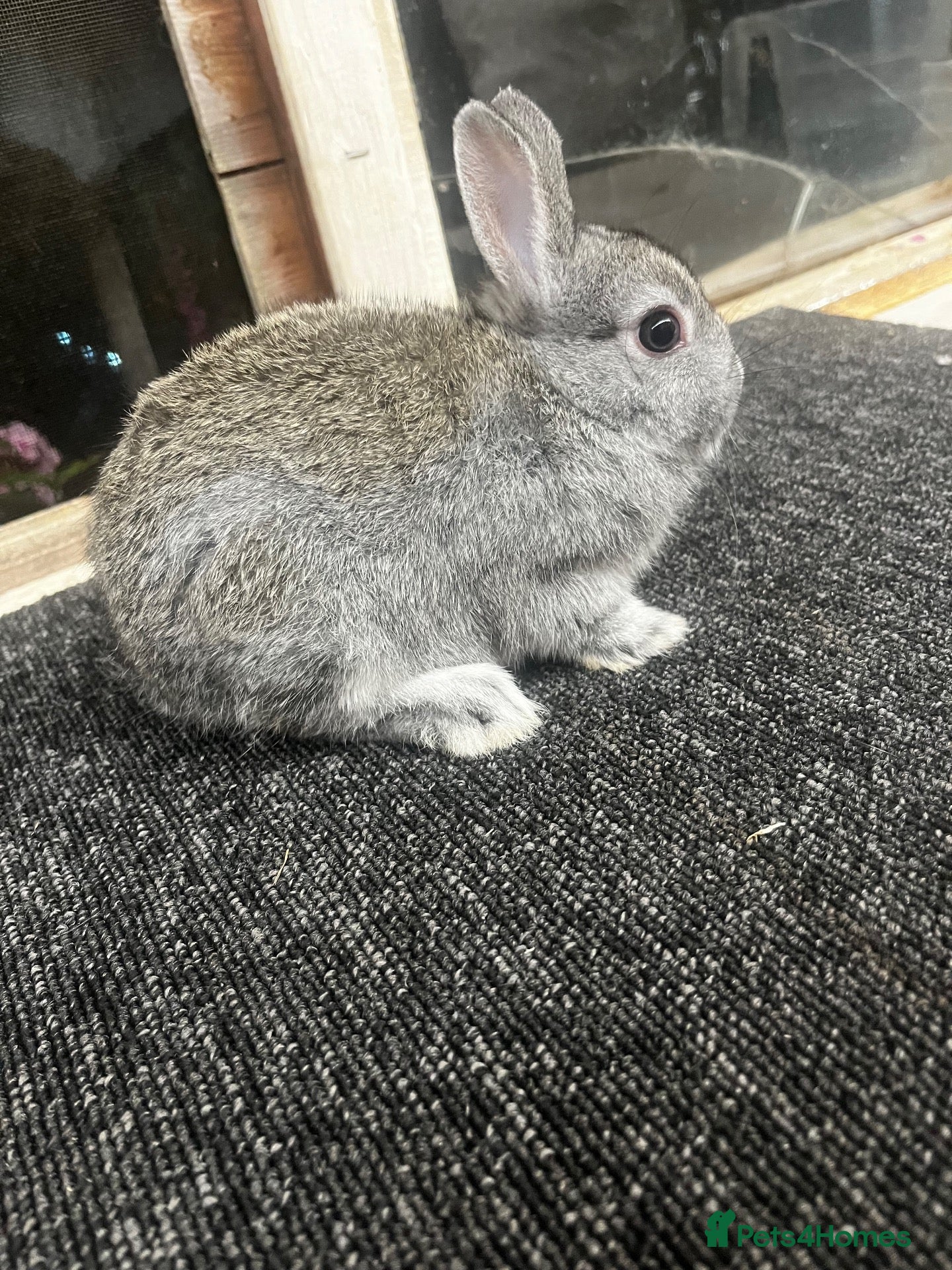 Netherland Dwarf rabbits Netherland dwarfs for sale (ready Saturday) - Advert 22