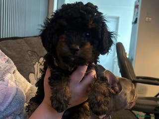 Poochon dogs Fb1 toy poochon - Advert 10