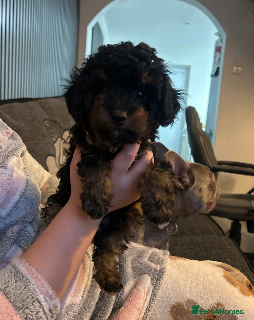 Poochon dogs for sale: poochon  - Advert 11