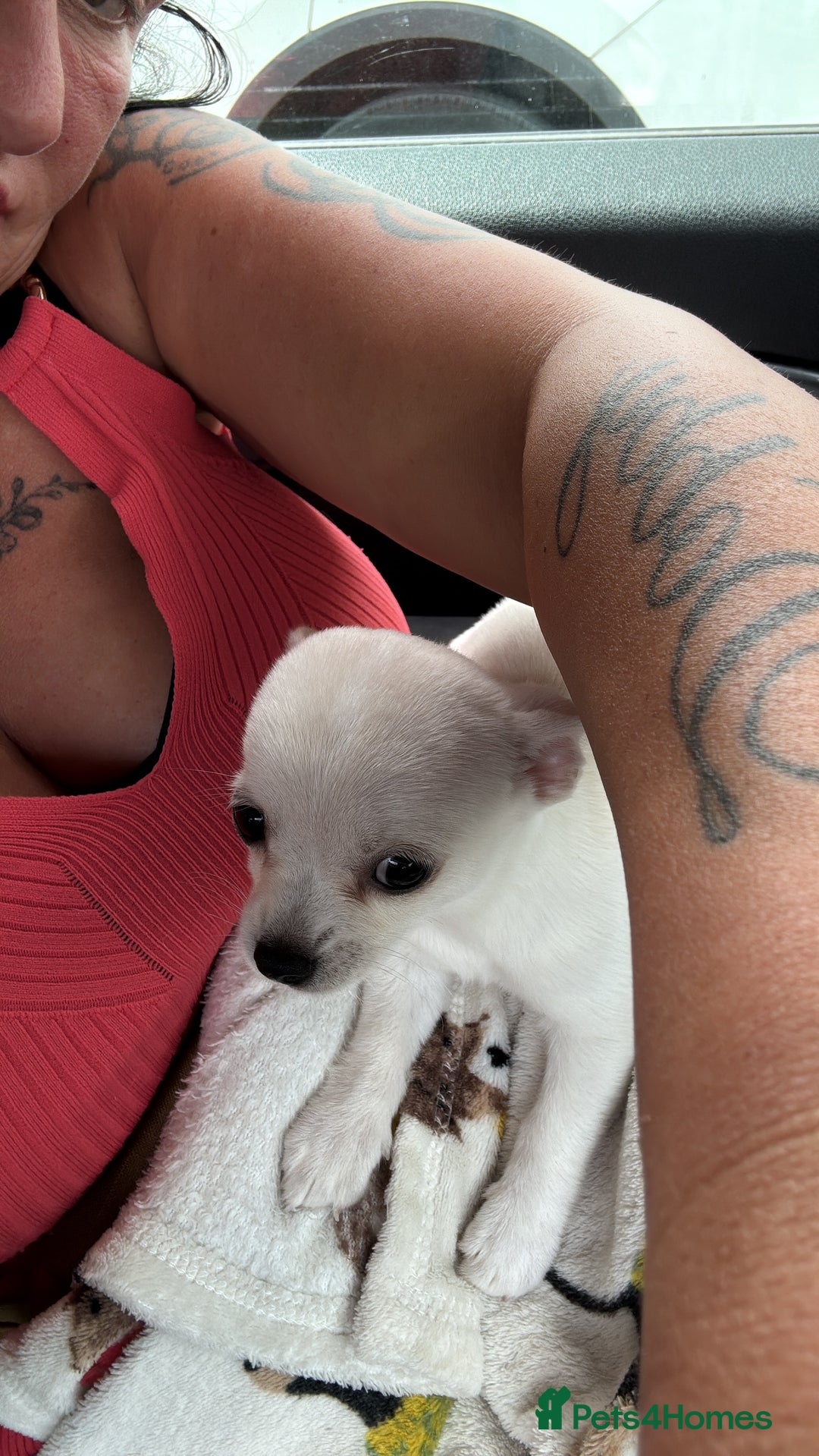 Chihuahua dogs for sale: Chihuahua pup - Image 5