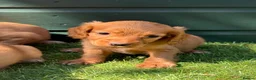 Cocker Spaniel dogs for sale: Stunning KC reg and fully health tested  - Advert 5