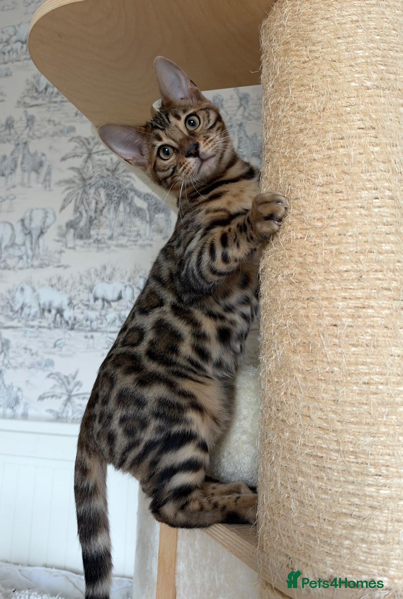 Bengal cats for sale: 🐆Exceptional Pedigree Bengal Kittens 🐆 - Advert 4