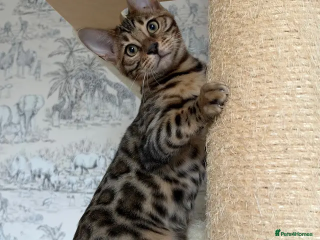 Bengal cats for sale: 🐆Exceptional Pedigree Bengal Kittens 🐆 - Advert 4