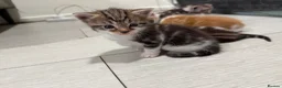 Mixed Breed cats for sale: BEAUTIFUL TORTISHELL KITTEN AND MORE - Advert 5